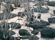 Deuljhari